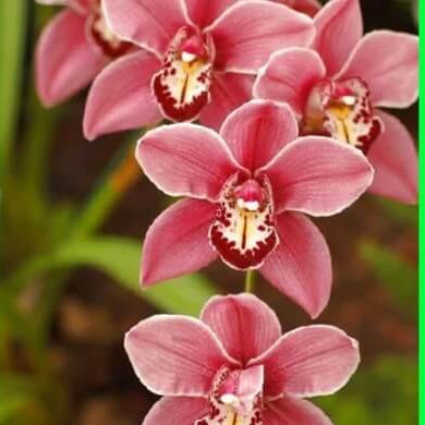 Maxillaria Rose Orchid plant