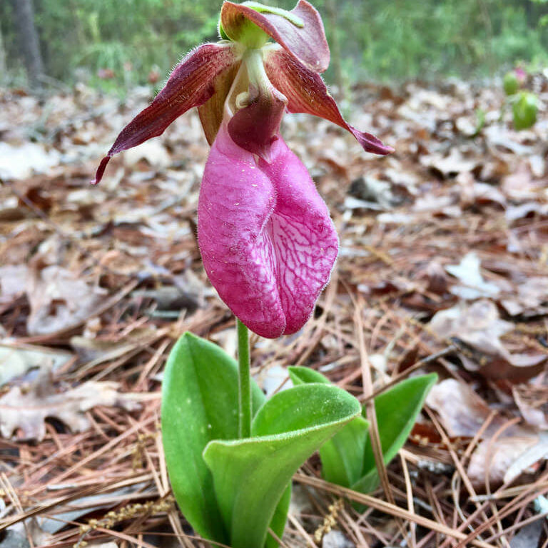Lady's Slipper Orchid plant