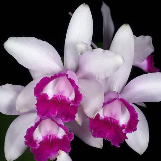 Cattleya Intermedia Orchid plant