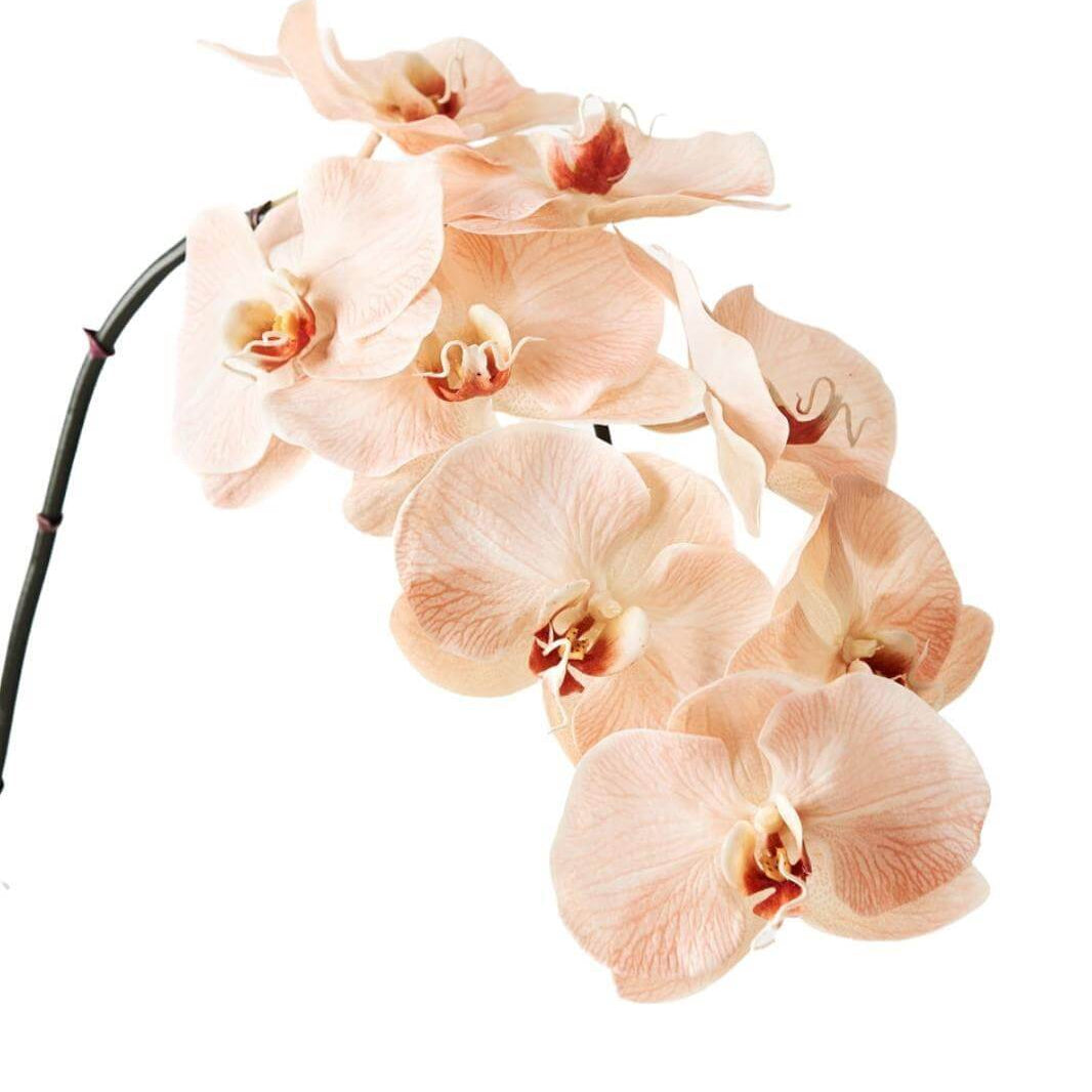 Cream Phalaenopsis Orchid plant