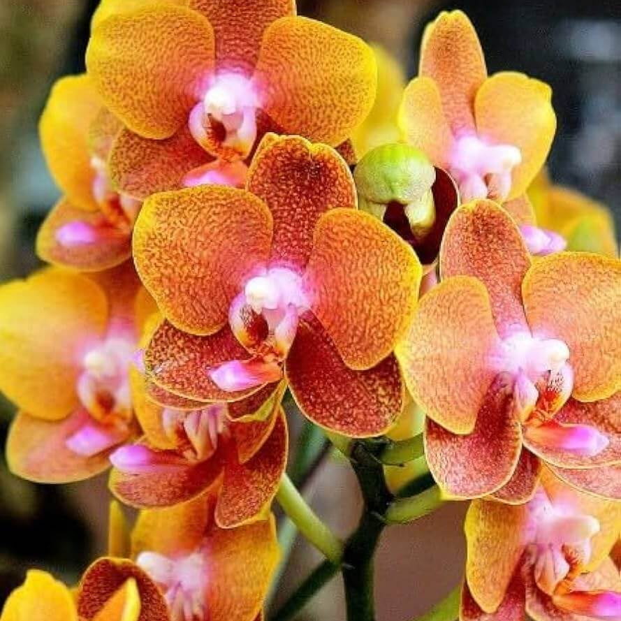 Yellow Phalaenopsis Orchid plant