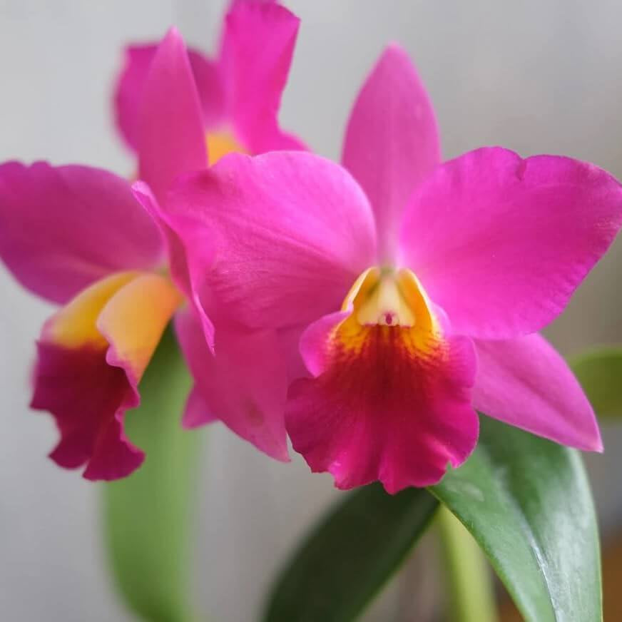 Pink Cattleya Orchid plant