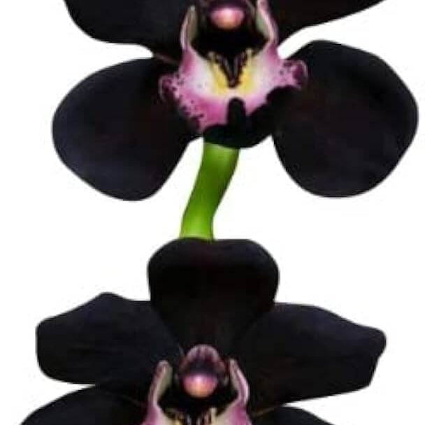 Black Cymbidium Orchid plant