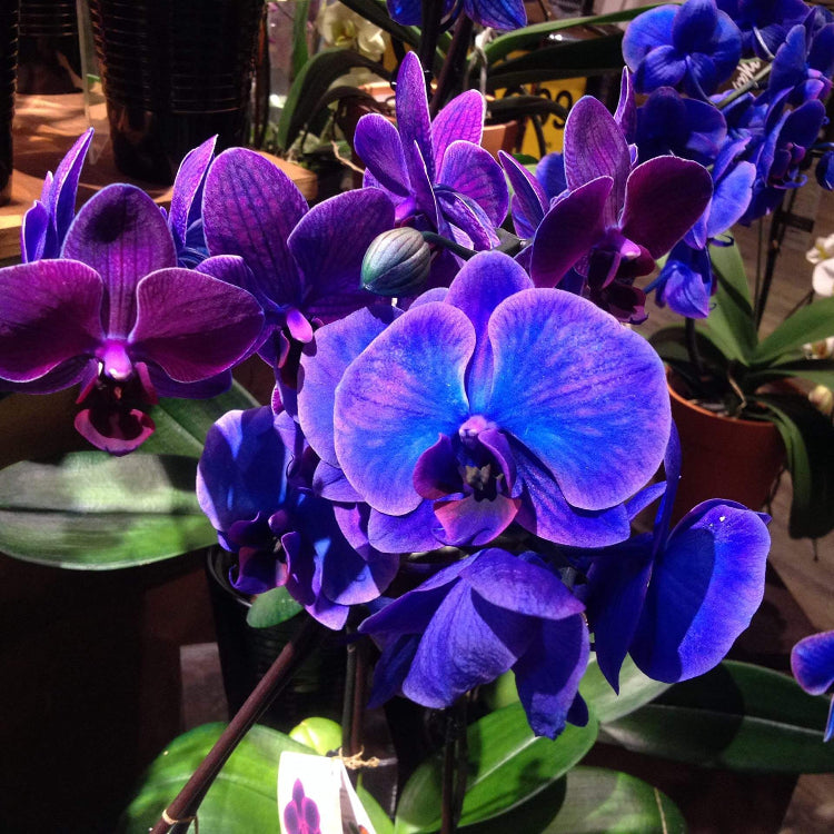 Blue-Purple Phalaenopsis Orchid plant