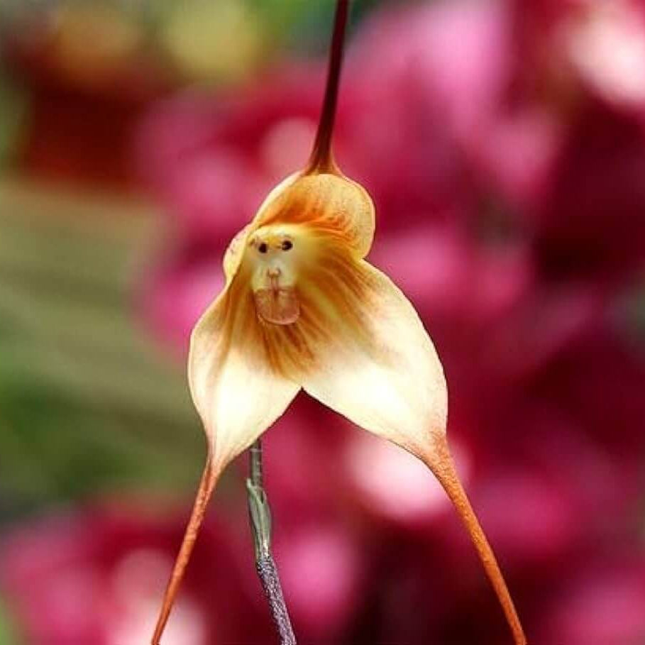 Brown Monkey Orchid plant