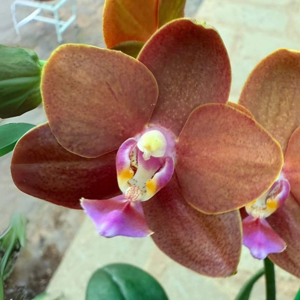 Brown Phalaenopsis Orchid plant