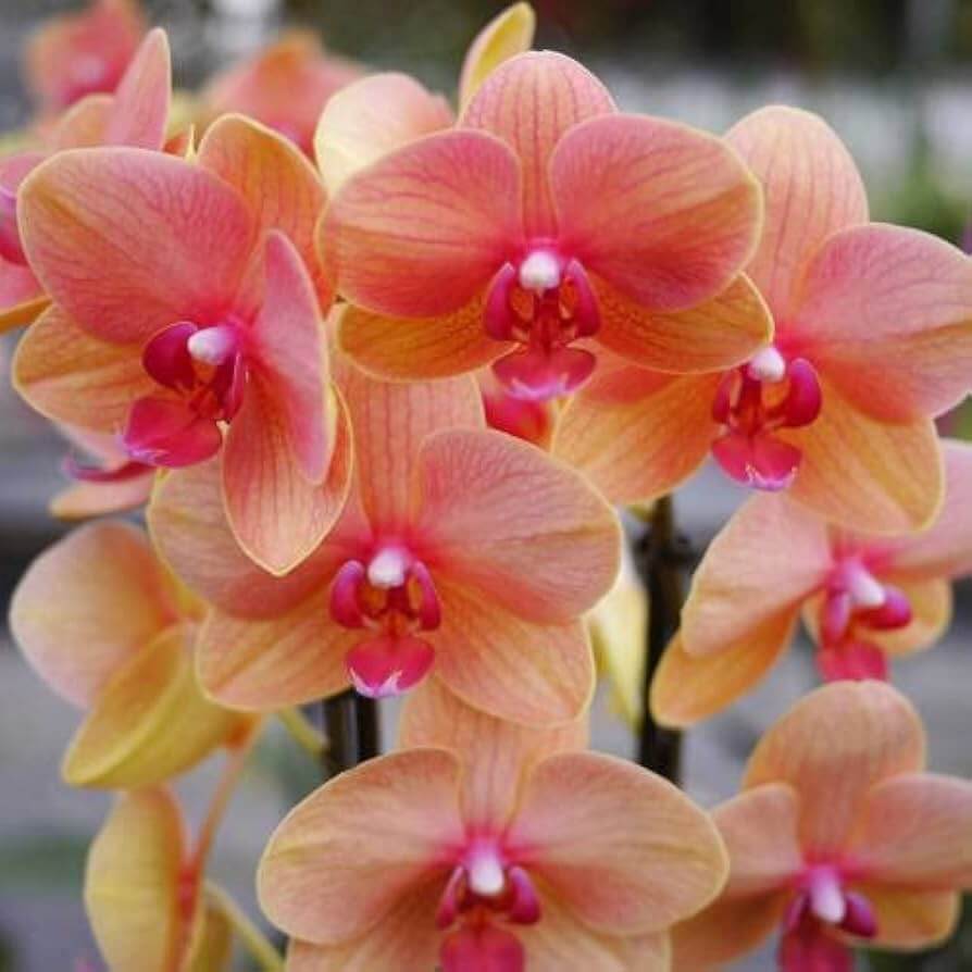 Pink Phalaenopsis Orchid plant