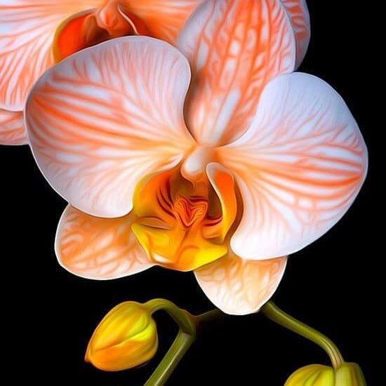 White Phalaenopsis Orchid plant