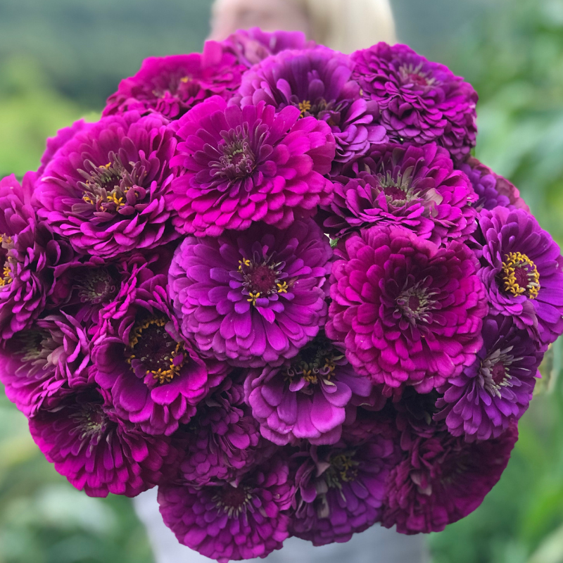 Lavender Zinnia Flower Seeds for Planting – Heirloom Garden Flower Seeds