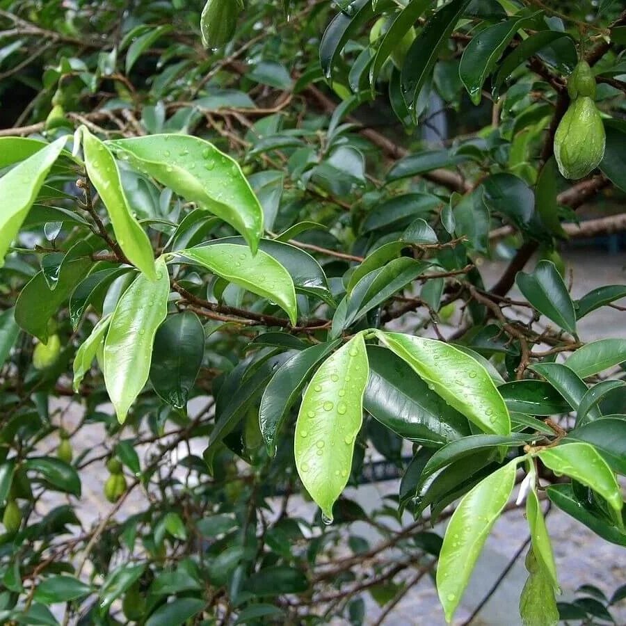 Agarwood Tree Seeds for Planting – Aquilaria Malaccensis Tropical Tree Seeds