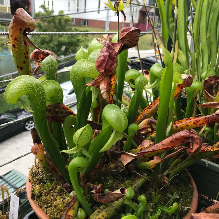Organic Carnivorous Plant