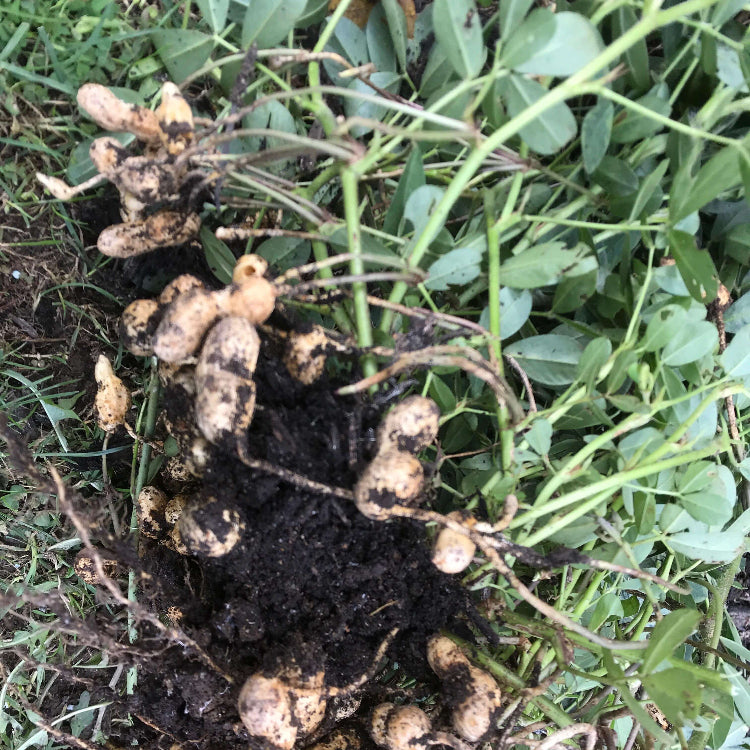 Organic Peanut plant
