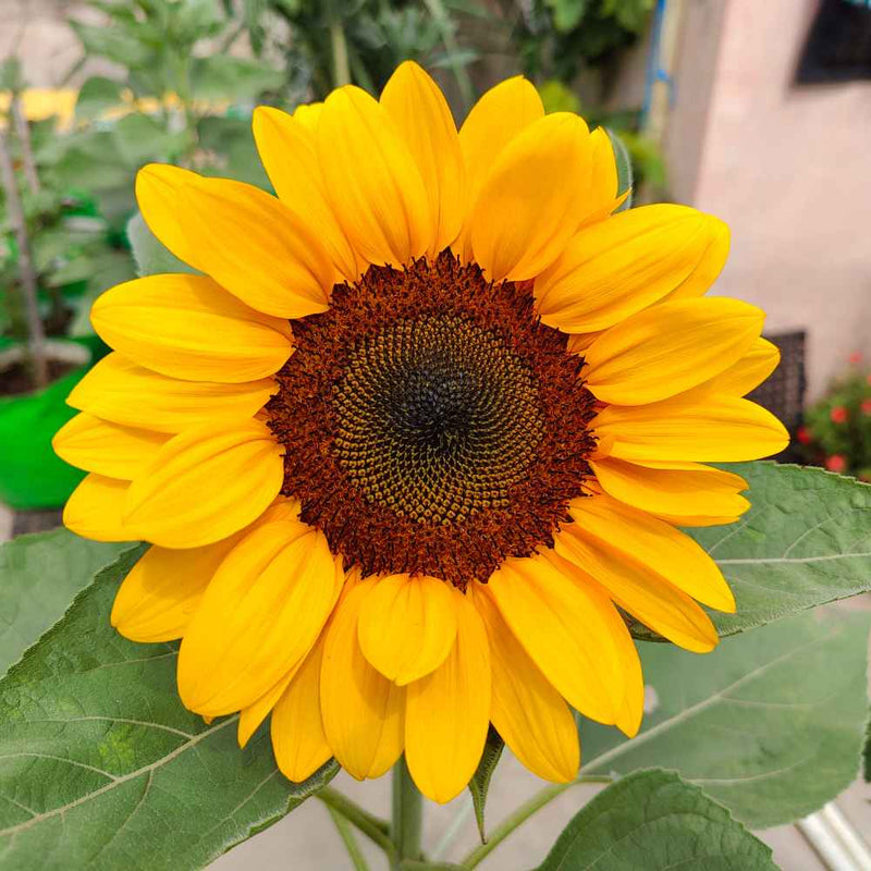 Yellow Sunflower Flower Seeds for Planting – Heirloom Non-GMO Garden Seeds