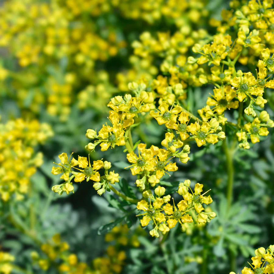 Ruta Graveolens flower seeds