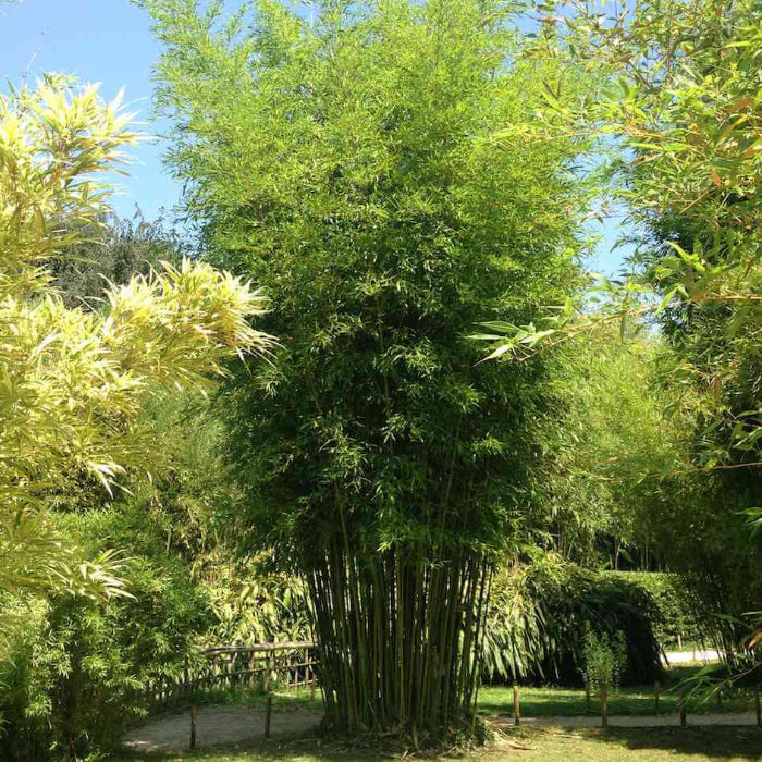Ornamental Bamboo plant