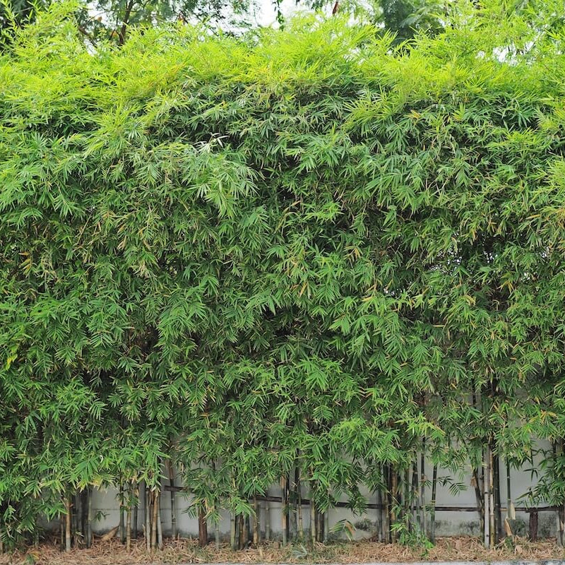 Ornamental Bamboo plant