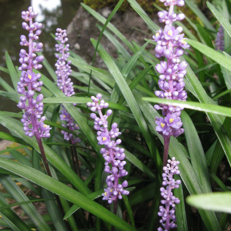 Ornamental Grass plant