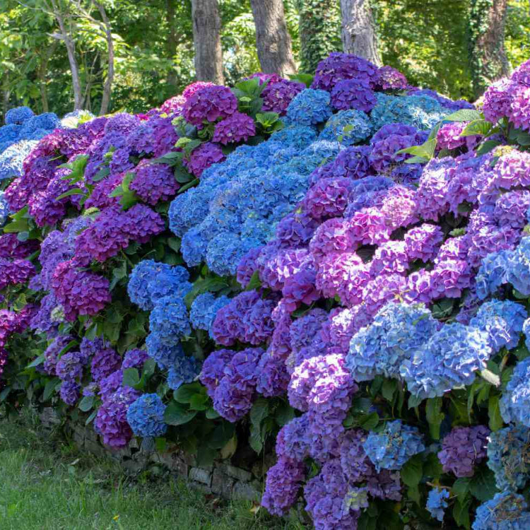 Ornamental Hydrangea plant