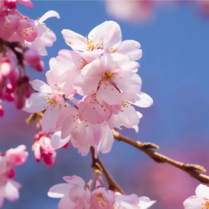 Ornamental Japanese Cherry plant