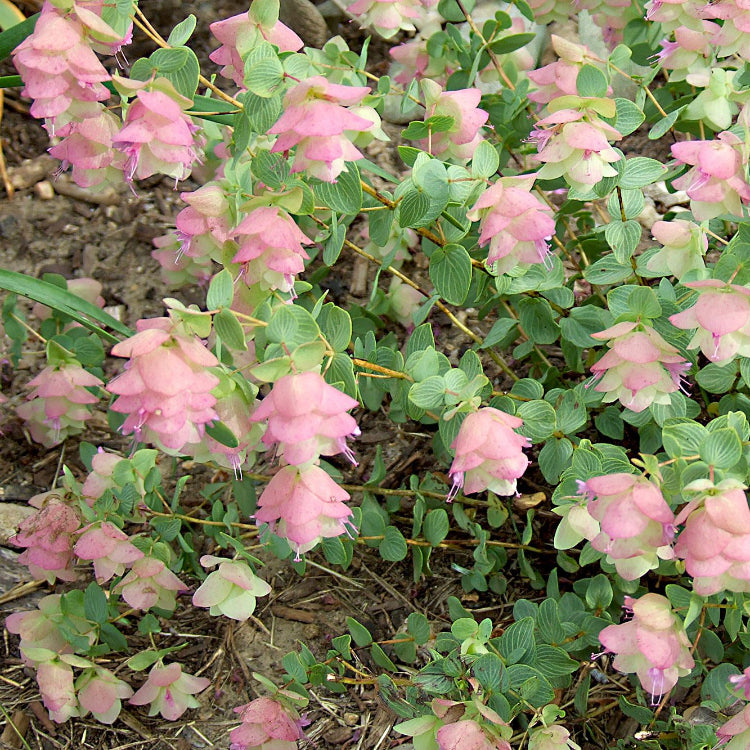 Ornamental Oregano plant
