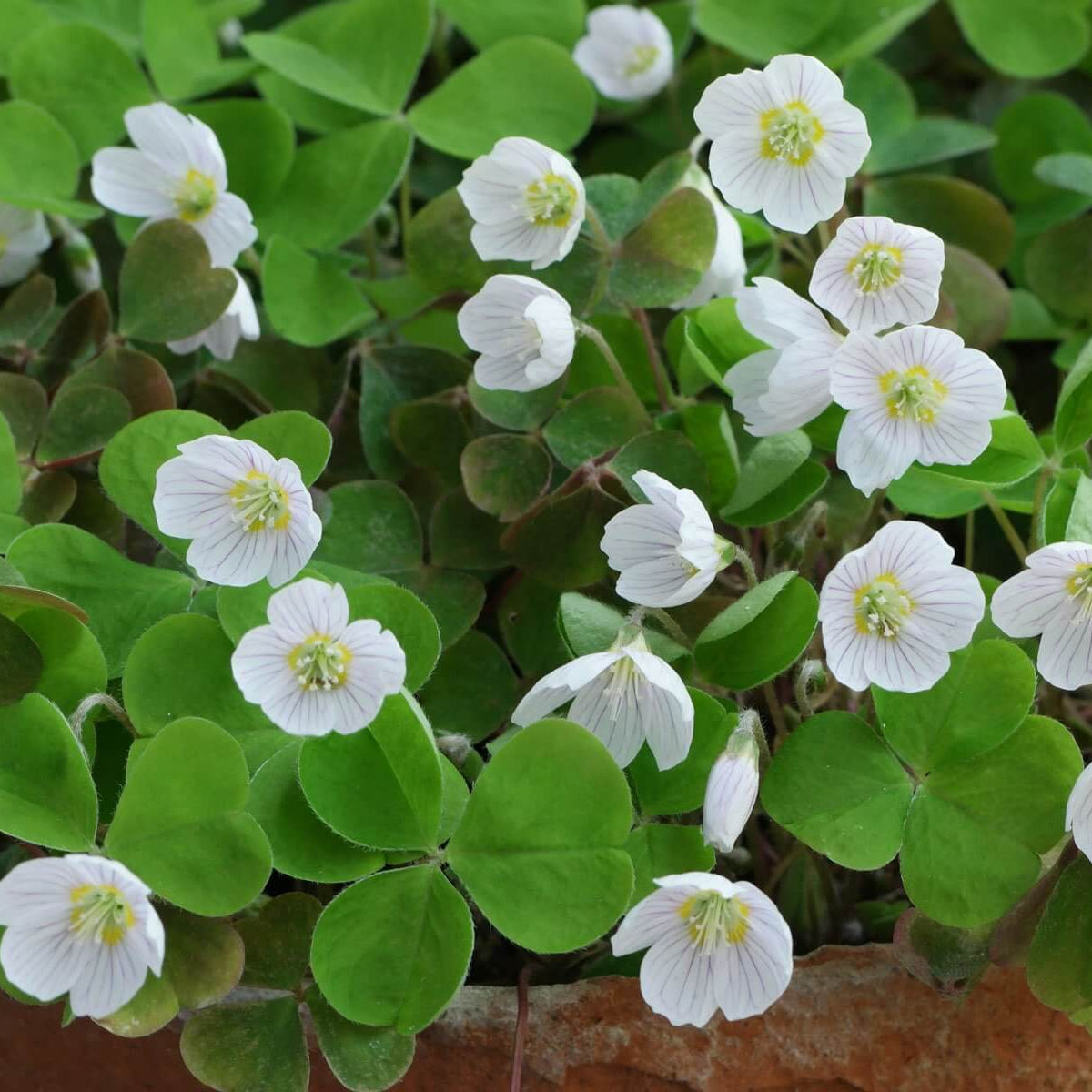 Acetosella oxalis plant