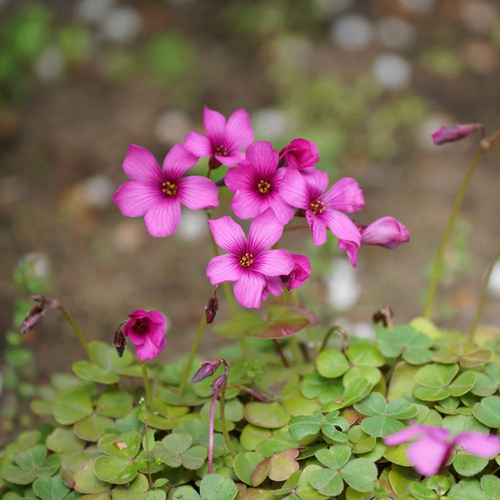 Oxalis Triangularis flower seeds