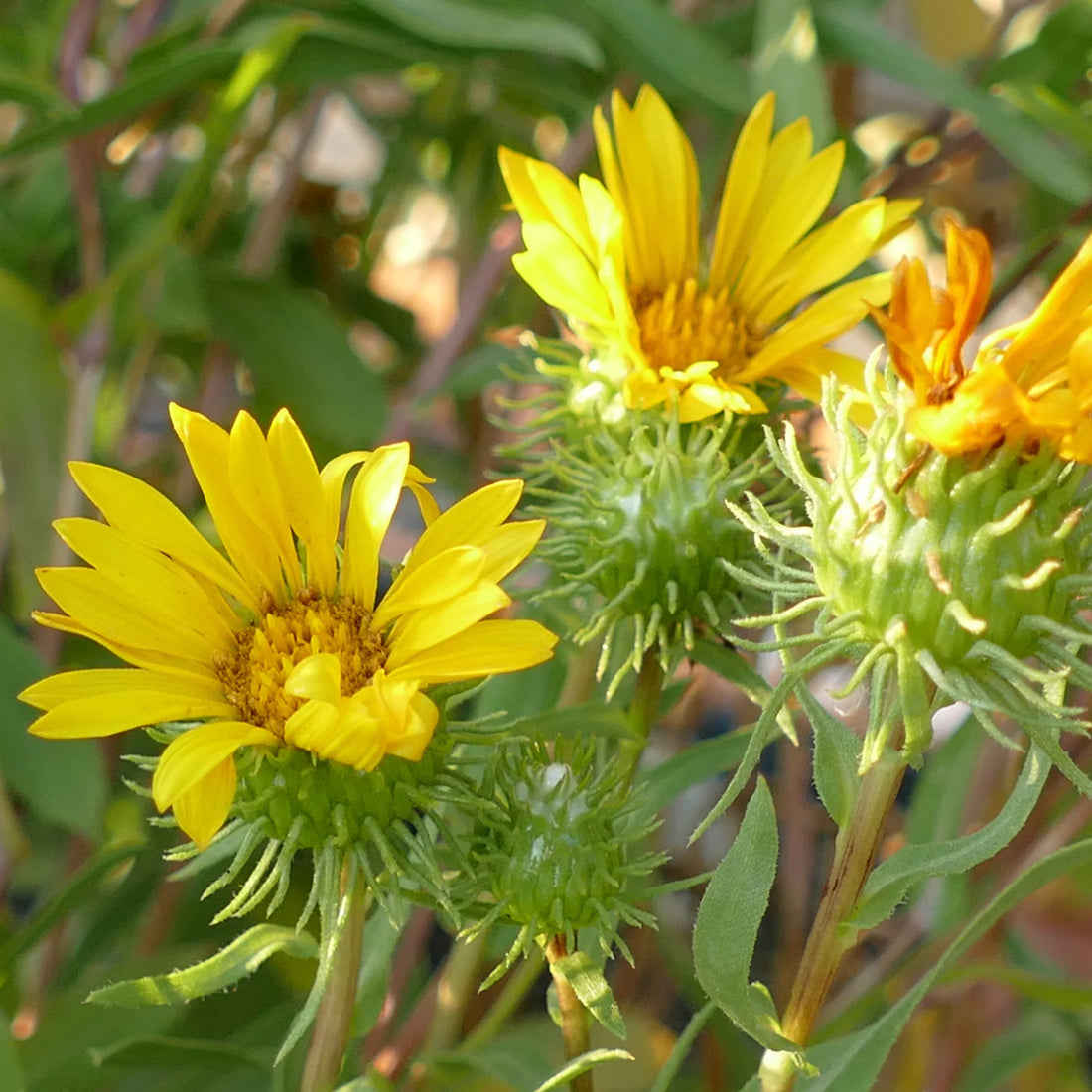 Grindelia flower seeds