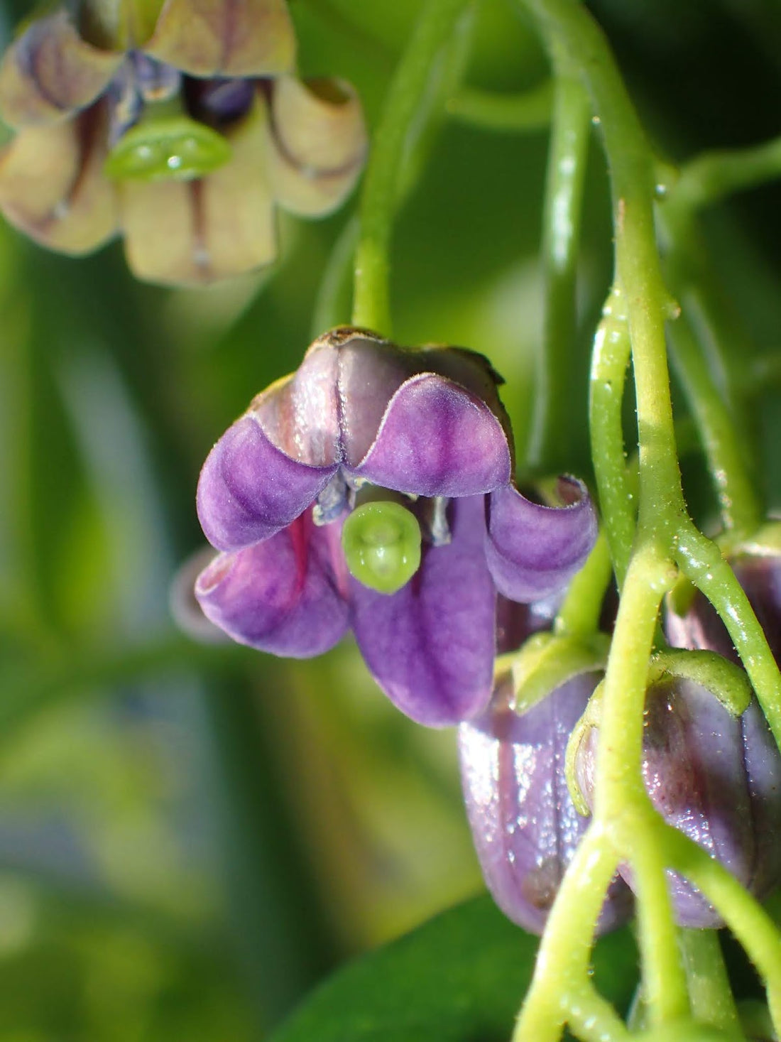 Cyphomandra flower seeds