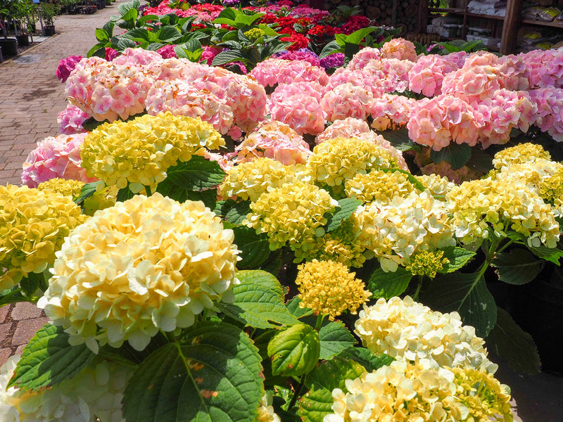 Yellow Hydrangea Flower Seeds for Planting – Heirloom Non-GMO Garden Seeds