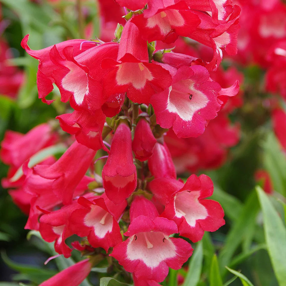 Penstemon flower seeds