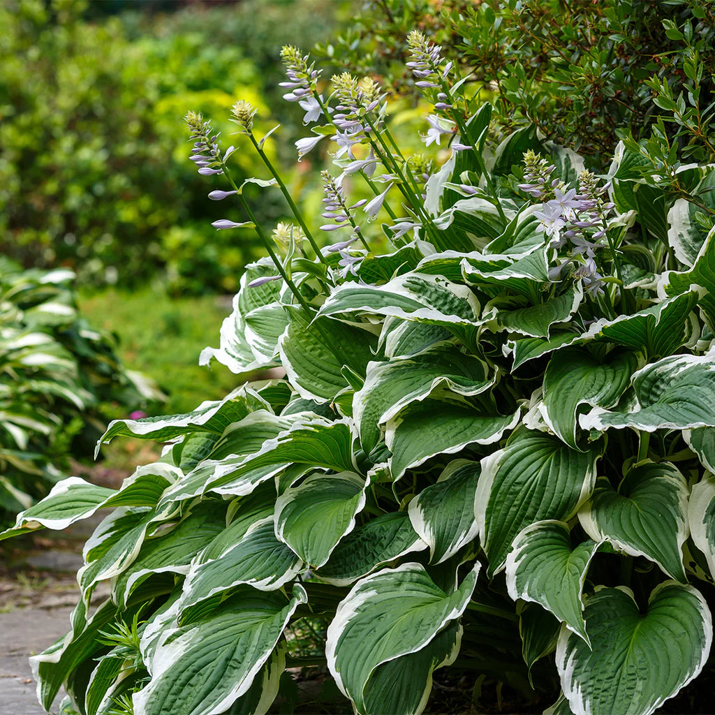 Hosta flower seeds