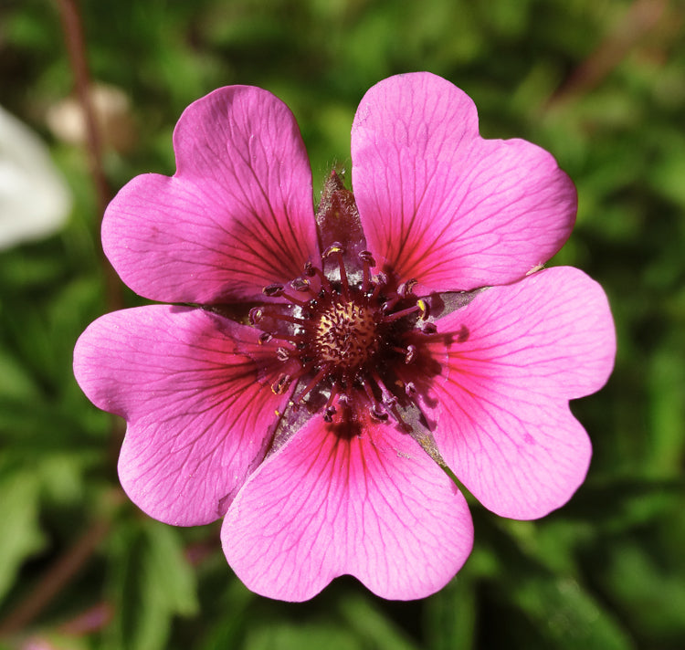 Pink Miss flower seeds