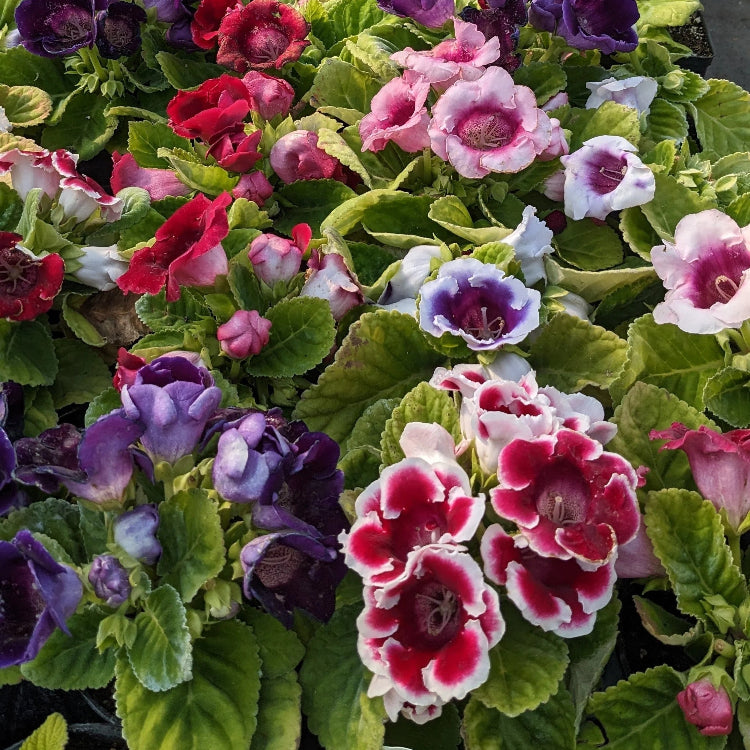 Gloxinia Sinningia Speciosa plant