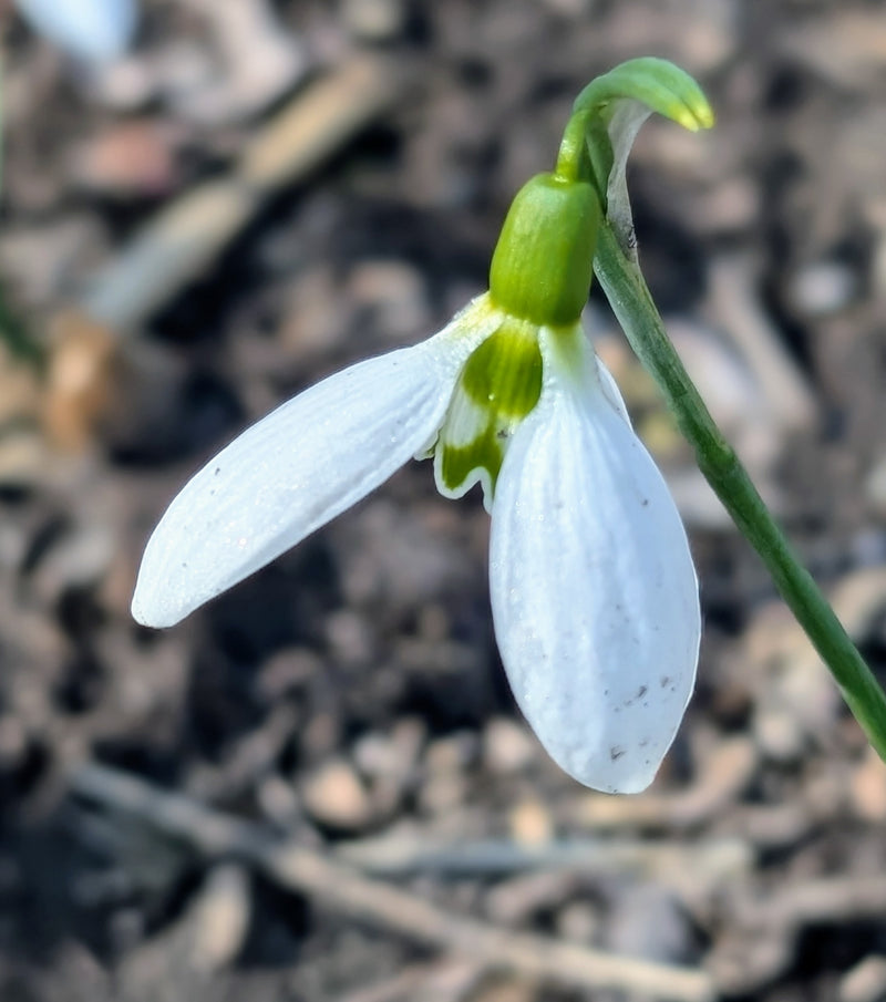 White Galanthus Flower Seeds for Planting – Heirloom Non-GMO Garden Seeds