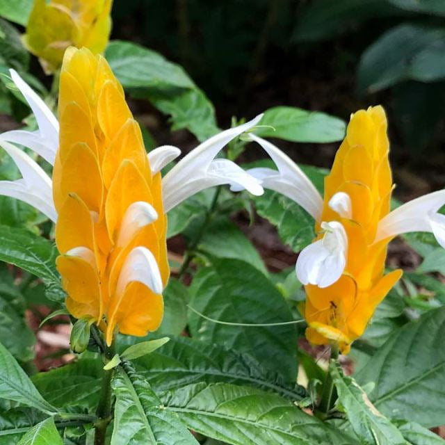 Lutea flower seeds