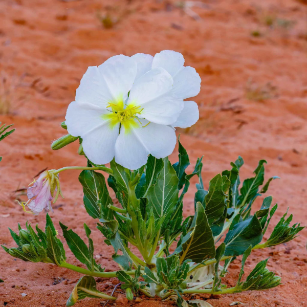 Pale Evening Primrose plant