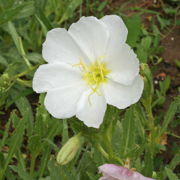 Pale Evening Primrose plant