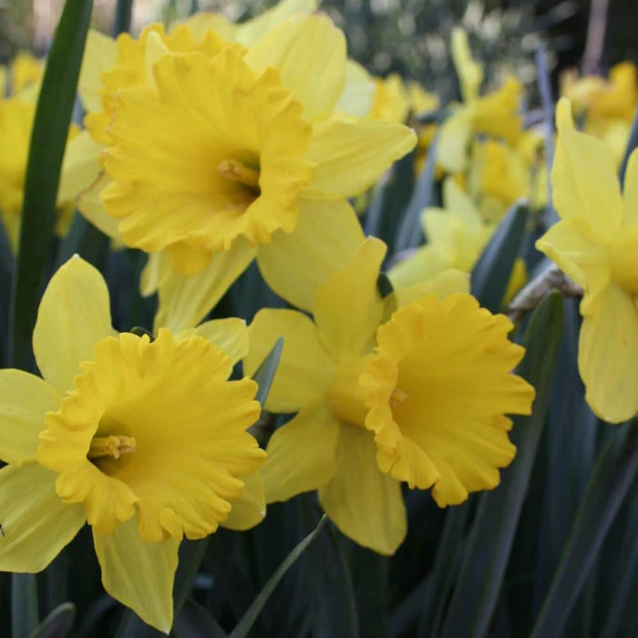 Pale Yellow Daffodil plant