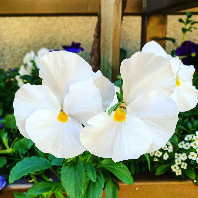 White Pansy Flower Seeds for Planting – Heirloom Non-GMO Garden Seeds