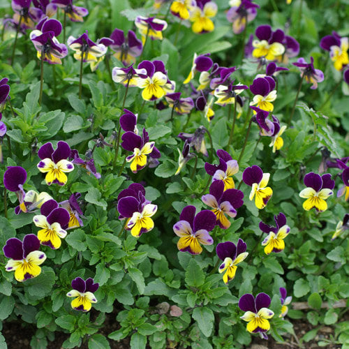 Pansy Heartsease plant