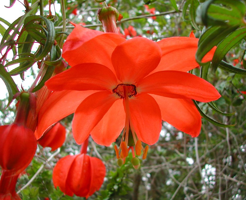 Passiflora Parritae flower seeds