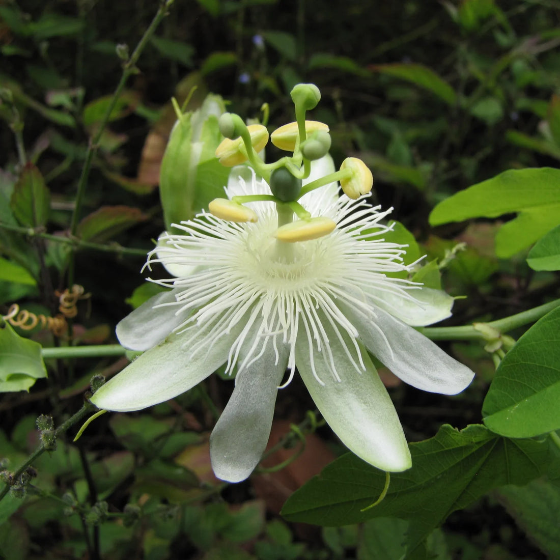 White Passiflora flower seeds