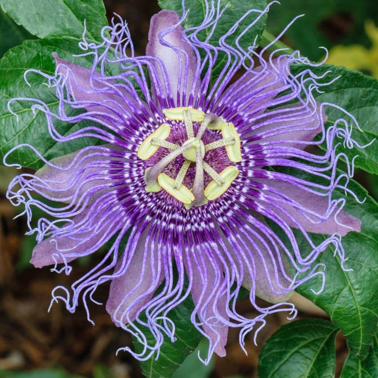 Passion Flower plant