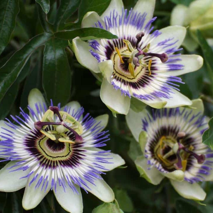 Passion Flower plant