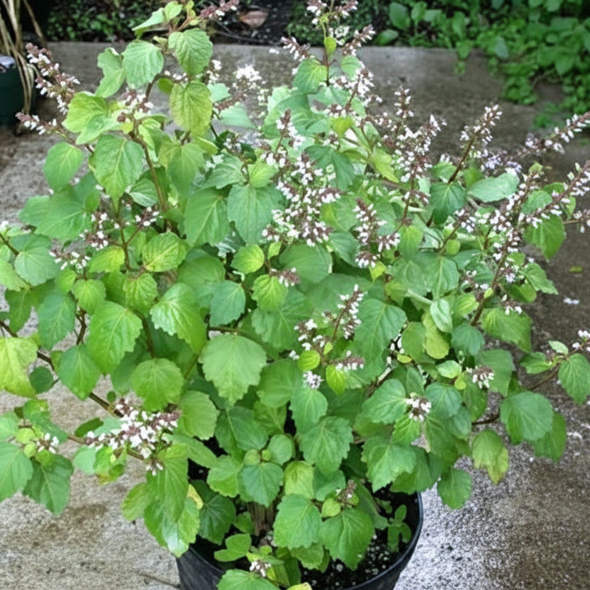 Pogostemon cablin Patchouli plant