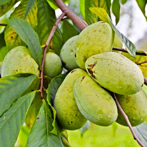 Pawpaw fruit seeds for planting – Non-GMO garden fruit tree variety