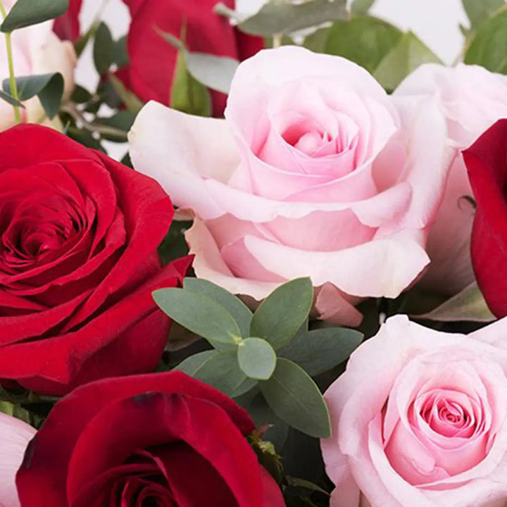 Red Pink flower seeds