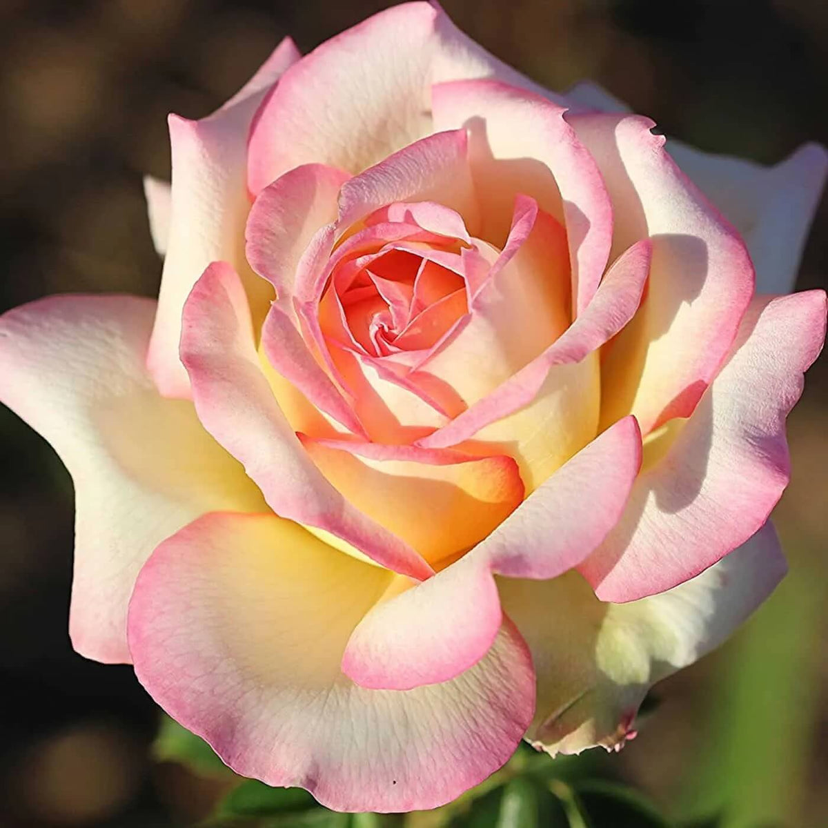 Pink Osiria Rosa plant