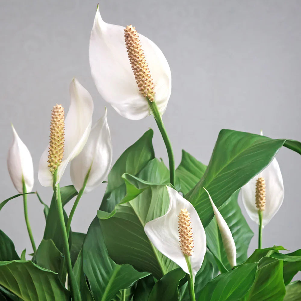 Peace Lily flower seeds
