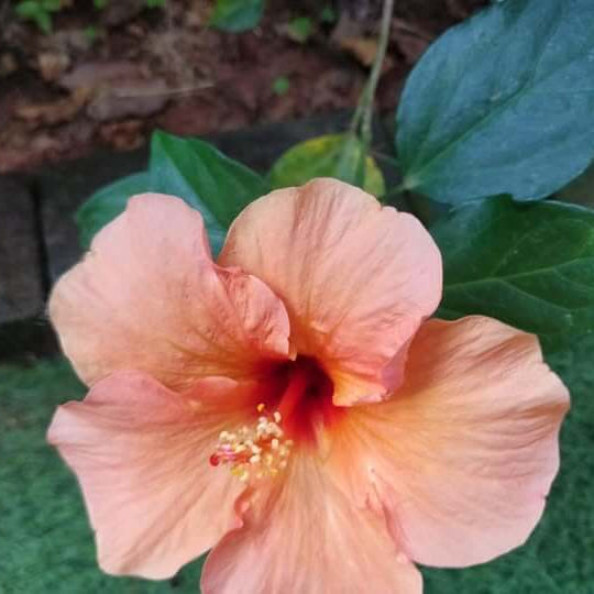 windflower Peach Hibiscus plant